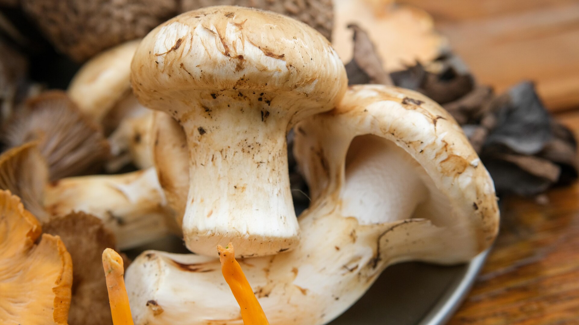 Un champignon matsutake. Un champignon matsutake.