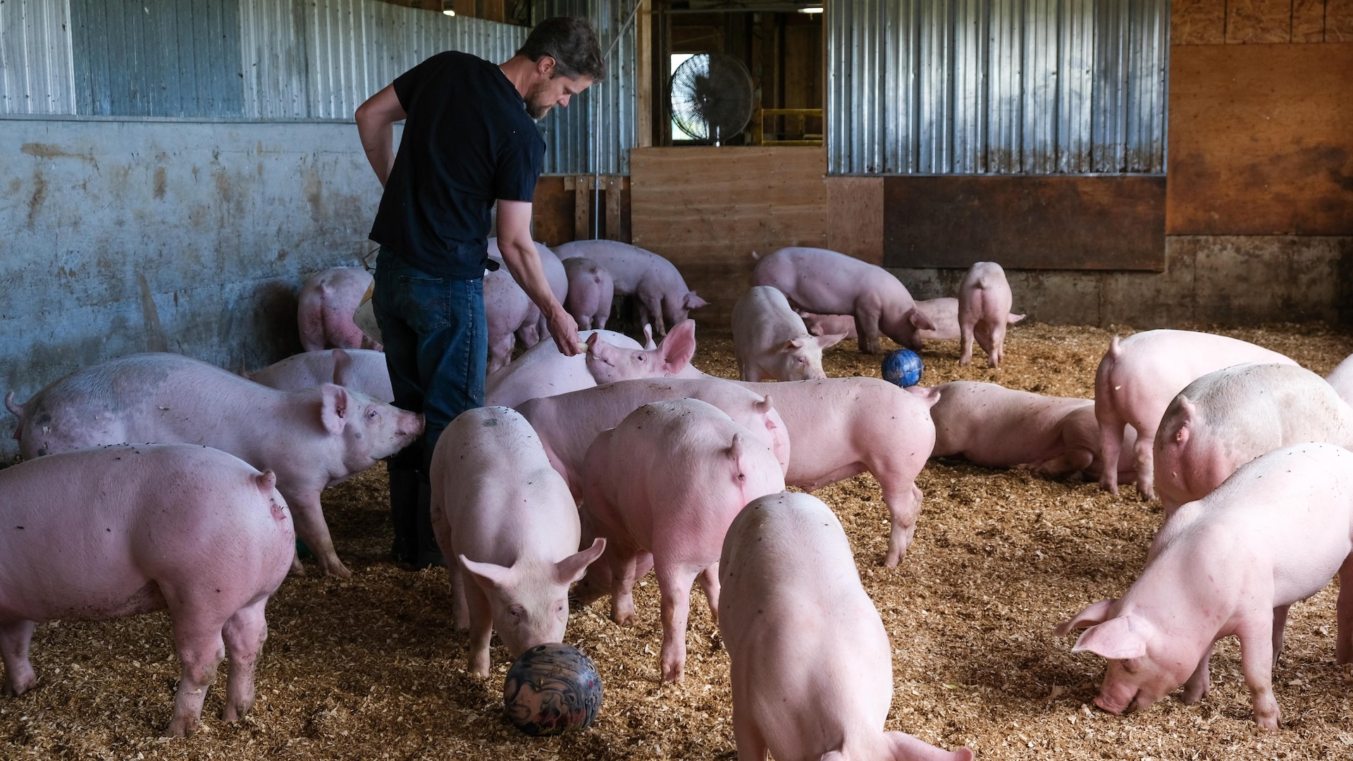 Alexandre offre des morceaux de courge aux cochons. 