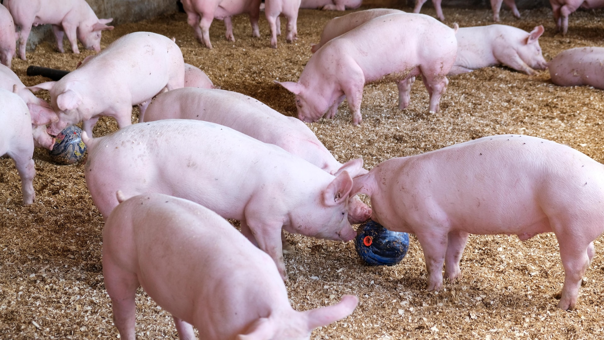 Des cochons et des boules de quilles dans un enclos sur fond de ripe de bois. 