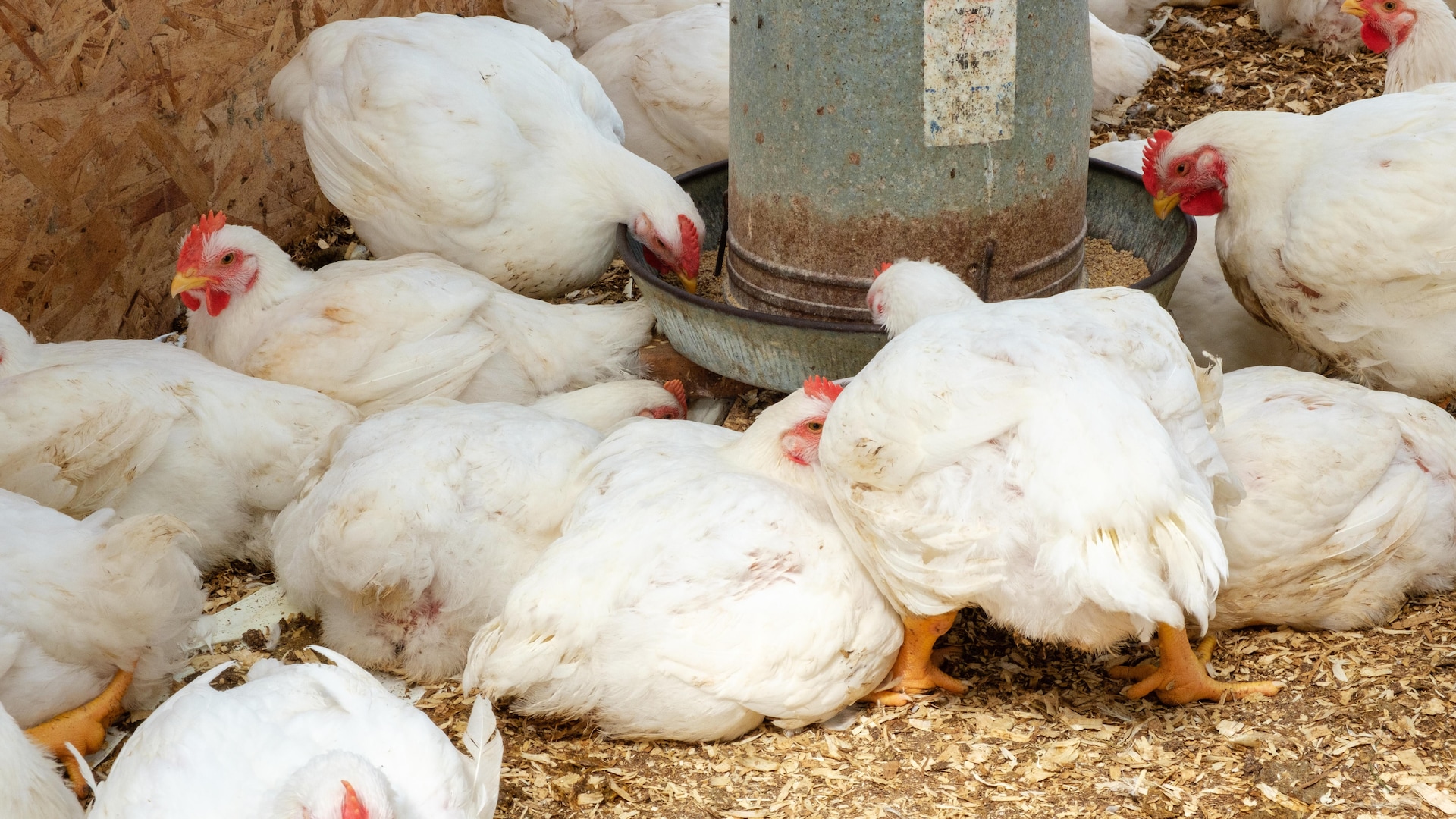 Des poulets de grain mangent dans une mangeoire. 