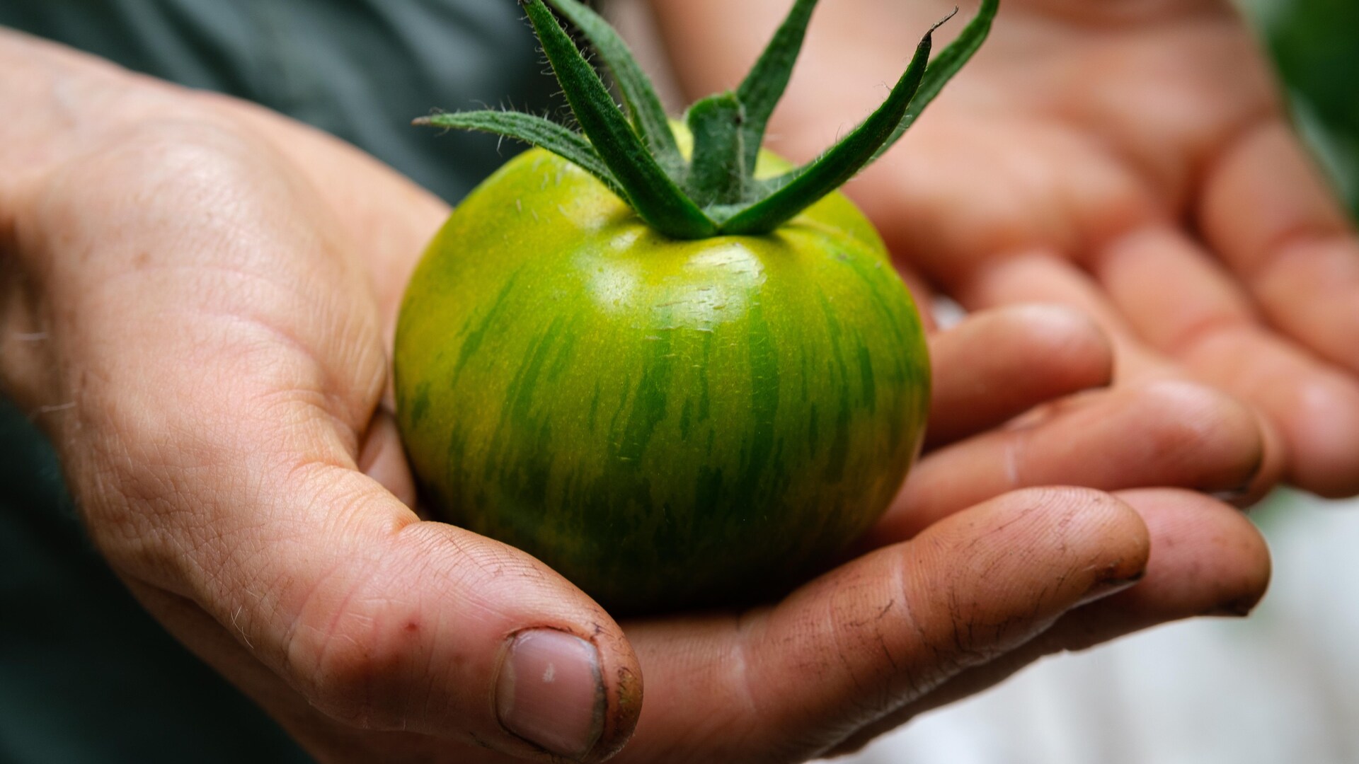 Une tomate verte mature dans les mains d'une maraîchère. Une tomate verte mature dans les mains d'une maraîchère.