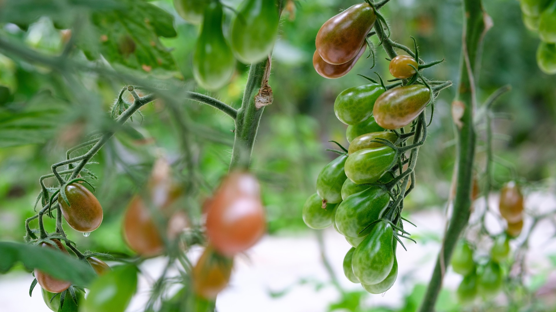 Une tomate en forme de goutte d'eau. Une tomate en forme de goutte d'eau.