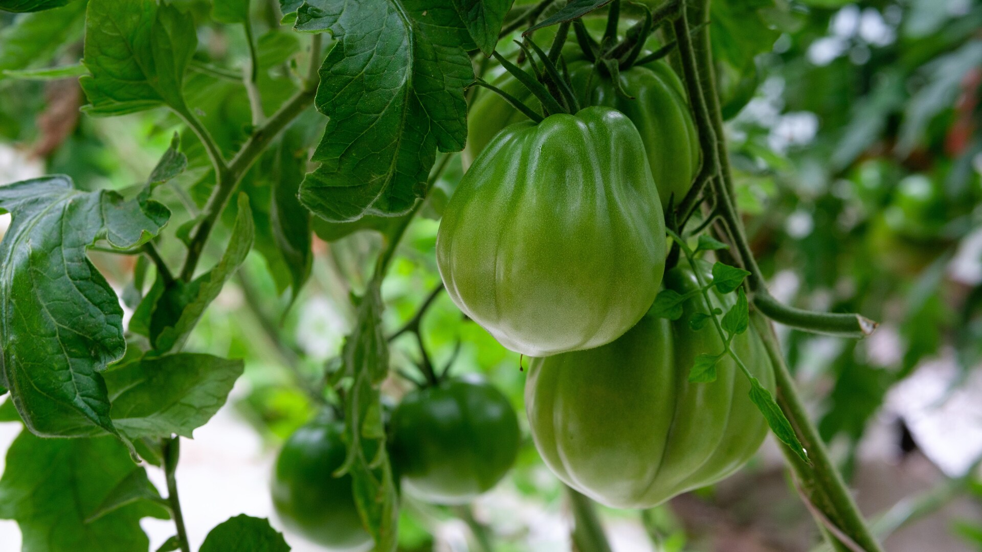 Une tomate verte sur un plant qui ressemble à un petit sac de monnaie. Une tomate verte sur un plant qui ressemble à un petit sac de monnaie.
