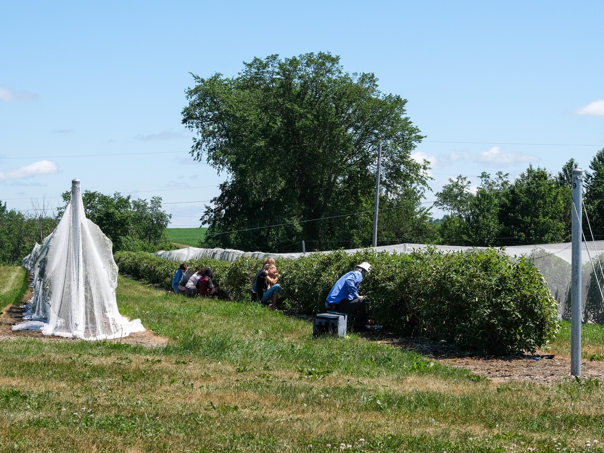 L’autocueillette de la camerise attire autant les familles que les curieux de nature, sur le Rang Saint-Philippe. L’autocueillette de la camerise attire autant les familles que les curieux de nature, sur le Rang Saint-Philippe.