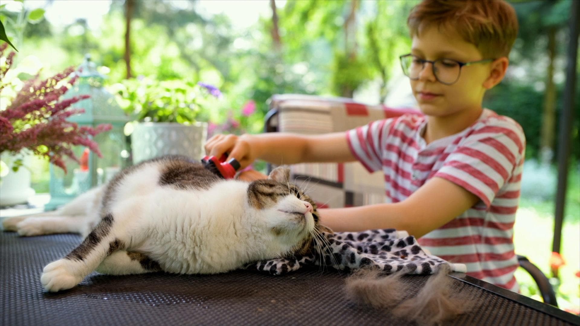 Un petit garçon brosse les poils d'un chat.