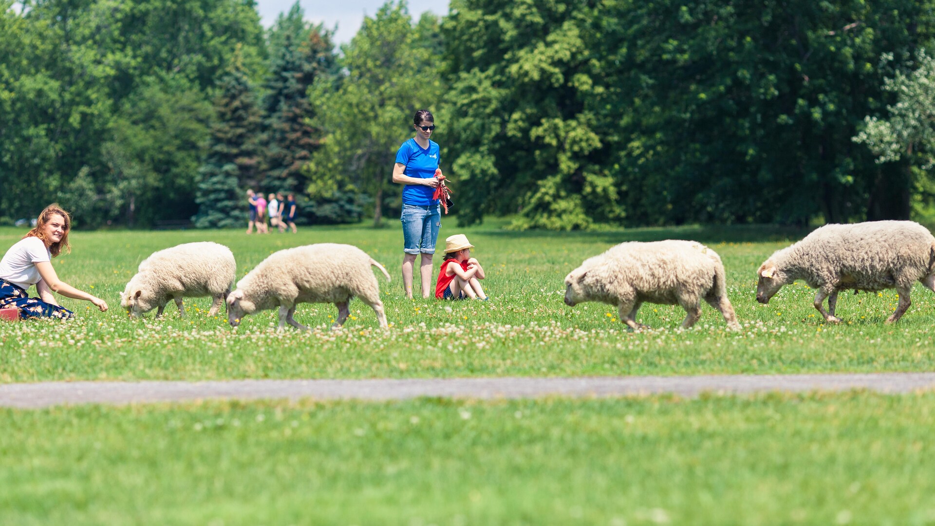On voit plusieurs moutons gambader près d'une maman et de sa fille au parc