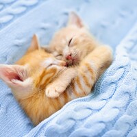 Des bébés chats qui dorment dans une couverture.