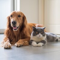 Un chien et un chat.