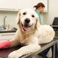 Une chirurgien vétérinaire traite un chien avec une jambe blessée.