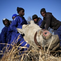 Plusieurs hommes soutiennent un rhinocéros endormi dont la corne a été coupée.