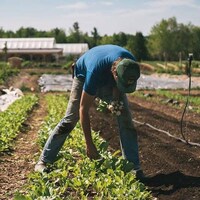 Un homme ramasse des légumes dans un champ.