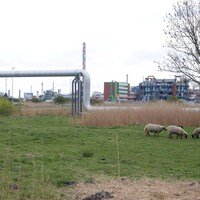 Dans le nord de l'Allemagne, les animaux côtoient les paysages industriels. 