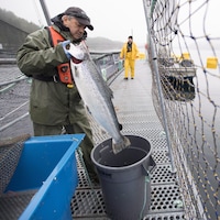 Un scientifique est debout sur une passerelle en métal entre deux grands enclos à saumon d'élevage. Il place un poisson dans un seau.