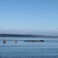 Des gens dans l'eau près des baleines. 
