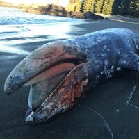 Une baleine grise échouée sur une plage.