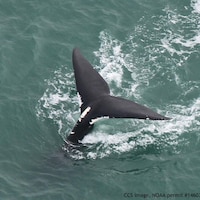 La queue d'une baleine noire