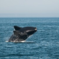 Une baleine noire de l'Atlantique Nord.