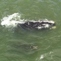 Une baleine noire de l'Atlantique Nord et son baleineau.
