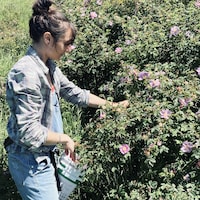Camille Veron en train de cueillir des pétales d'un buisson de roses.