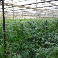 Une grande serre et des plants de cannabis.