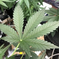 Une feuille de cannabis en gros plan avec, à l'arrière-plan, des plants de cannabis dans des pots.