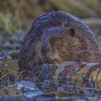 Un castor, sur un tronc d'arbre, flotte sur l'eau.