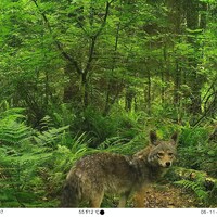 Un coyote dans les bois, le 11 juin 2021.