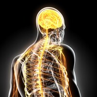 Un corps humain transparent vu de derrière avec le cerveau et ses connexions le long du corps en jaune, on aperçoit également le squelette.