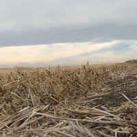 Un champ touché par la sécheresse sous un ciel nuageux en Alberta.
