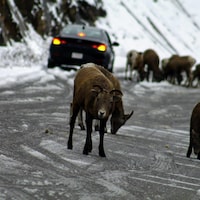 Un troupeau de chèvres des montagnes sur une route enneigée. Une voiture tente de les contourner.