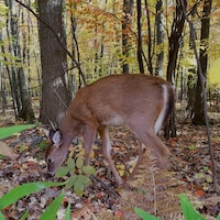 Un cerf semble chercher de la nourriture parmi les feuilles mortes sur le sol.