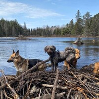 Trois chiens se baignent dans un lac.