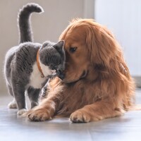 Un chat et un chien sont collés l'un sur l'autre.