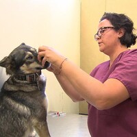 Un chien se fait vacciner contre le parvovirus.
