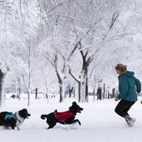 Une femme joue dans la neige avec ses chiens.