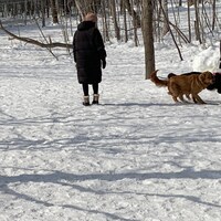 Le parc canin de Lévis, d'une capacité de 30 chiens, est situé dans le parc de la Halte dans le secteur Charny.