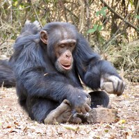 Un chimpanzé casse une noix.