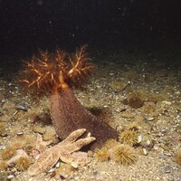 On voit un concombre de mer dans son habitat naturel, au fond de l'océan.