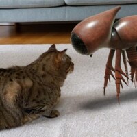 Une créature ressemblant à un homard fait face à un chat. 