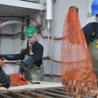 Les crevettes arrivent à l'usine des Pêcheries Marinard à Rivière-au-Renard en Gaspésie.