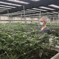 Une agronome dans une salle de culture du cannabis.
