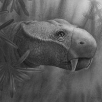 Illustration artistique montrant la tête d'un dicynodonte dont le bec ressemble à celui d'une tortue, mais avec des défenses à la mâchoire supérieure.