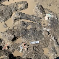 Un dépôt d'ossements de dinosaures près de la rivière Pipestone à l'ouest de Grande Prairie, le 22 juin 2022.