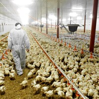 Vue en perspective à l'intérieur d'un vaste bâtiment où l'on élève des poulets.