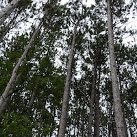 Une forêt de pins.