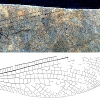 Le fossile d'une aile d'insecte apparaît sur une roche.