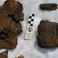 Les restes fossilisés d'un paresseux.