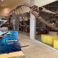 Le fossile d'un tylosaure au T. Rex Discovery Centre d'Eastend, en Saskatchewan, lors d'une exposition en juillet 2022.