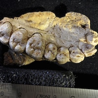 Fragment de mâchoire du plus ancien Homo sapiens trouvé hors d'Afrique; ce fossile a été trouvé dans la grotte de Misliya, en Israël.