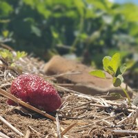 Une fraise dans un champ.